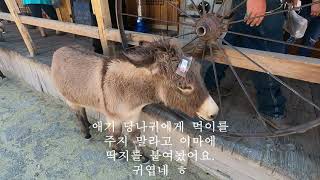 100년 전의 모습의 도시Rout 66 Oatman 아리조나 [upl. by Oiralih]