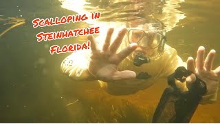 Scalloping Trip to Steinhatchee Florida [upl. by Nalhsa]