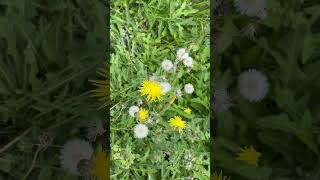 Dandylions flowers nature hiking views plants outdoors earth summer yellow grass [upl. by Dream]