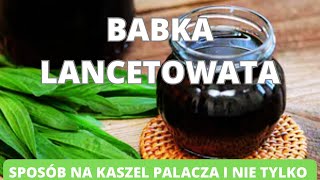 Babka lancetowata sposób na kaszel palacza i nie tylko Jak w prosty sposób zrobić syrop [upl. by Notned288]