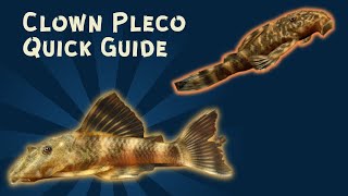 Clown Pleco Quick Care Guide [upl. by Aihsinyt]