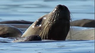 Orcas Attack Sea lion  Natures Great Events  BBC Earth [upl. by Eerdua]