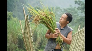 Primitive Skills How to Harvest Rice part3 tool [upl. by Noryk]