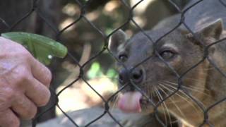 Hansel the Fossa [upl. by Melmon]