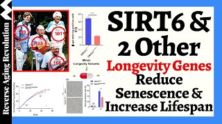 Unlocking Longevity SIRT6 amp 2 Other Longevity Genes Reduce Senescence amp Extend Lifespan [upl. by Lodi980]