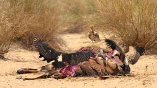 National Vulture Conservation Strategy Documentary By Baanhn Beli NGO [upl. by Noitna320]