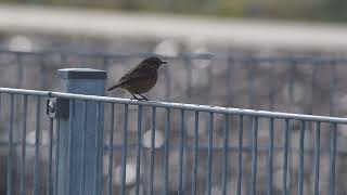 stonechat on fence [upl. by Nemlaz]