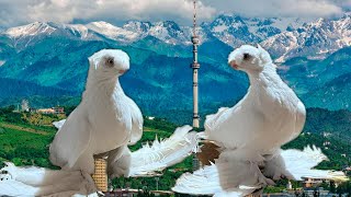 Птичий рынок Алматы Двухчубые голуби Tauben Pigeons Palomas Pombos 비둘기 [upl. by Ertsevlis]