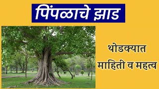 पिंपळ झाडाची माहिती pimpal zadachi mahiti marathi [upl. by Ludlow755]