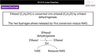 A Level Biology  5123  Liver Function [upl. by Lina465]