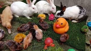 Catch Millions Cute Giant Chickens Giant Colorful Chickens Cats Rabbits Ducks Cute Animals [upl. by Nitsirt]