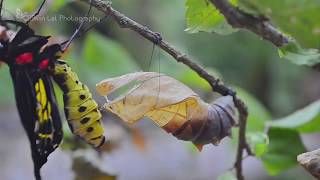 Southern Birdwing HD [upl. by Onitrof]