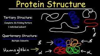 Kräfte und Bindungen in der Proteinstruktur Tertiärstruktur [upl. by Nemzzaj463]