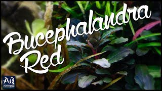 Bucephalandra sp Red vorgestellt  AquaOwner [upl. by Pacheco]