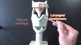 Larynx Model  Respiratory System [upl. by Adnav772]