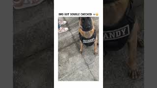 Bro got double checked lol bruh funny dog dogs subscribe trending [upl. by Nyrol753]