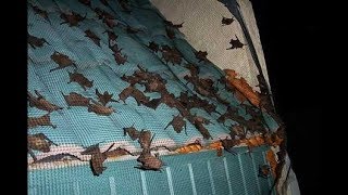 Getting rid of bats [upl. by Gaylord]