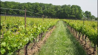 The Niagara wine region Canada [upl. by Atalaya]