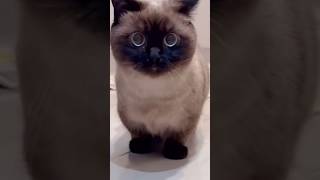 scard viral funny cat [upl. by Bailar652]