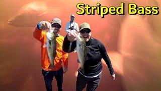 Striped Bass Fishing Miramichi New Brunswick 2023 Underwater Views fishing fish stripedbass [upl. by Pavior510]