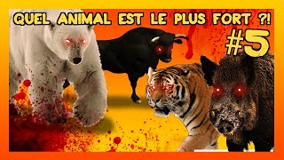 QUEL ANIMAL EST LE PLUS FORT  5  Taureau Ours Blanc Tigre Sanglier Attila [upl. by Raney]