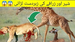 Lion vs Giraffe Fight To Death  Lion vs Giraffe Fight Video [upl. by Cecilla]