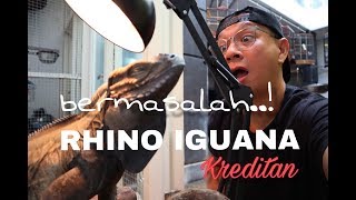 RHINO IGUANA KREDITAN YG BERMASALAH [upl. by Odlavso]