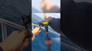 Wreck fishing for pollock with the skerries eel pollock fishing seafishing sidewinder lure [upl. by Adnohsal]