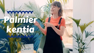 Palmier kentia  Meilleures plantes d’intérieur 🌴 [upl. by Elfrida]