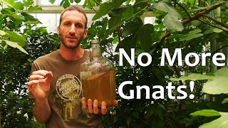 The BEST Fungus Gnat Killer Actually Works 5 Yrs GnatFree and Counting [upl. by Idzik]