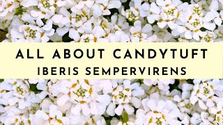 Candytuft Plant Care How to Grow amp What To Know Iberis Sempervirens [upl. by Siegfried]