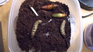 Tomato Hornworm Pupating in Timelapse [upl. by Leak]