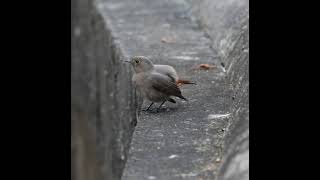 Black Redstart Female Spotted First time in Singapore [upl. by Melena]