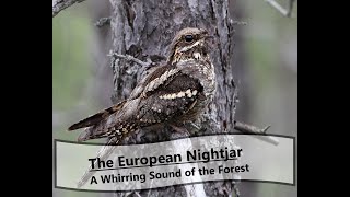 The European Nightjar Caprimulgus europaeus  A Mysterious Forest Song [upl. by Joeann]