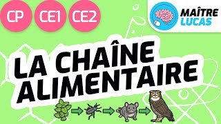 Les chaînes alimentaires CP  CE1  Cycle 2  Questionner le monde  Le monde du vivant [upl. by Nus192]