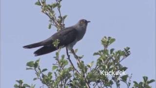 Vogelkonzert Amsel Nachtigall und Kuckuck  Concert of birds blackbird nightingale and cuckoo [upl. by Bruis]