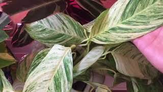 My Prayer Plant Collection  Calathea Maranta Ctenanthe and Stromanthe [upl. by Ettolrahc]