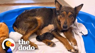 Mama Dog Who Lost Her Puppies Was Heartbroken Until She Got Kittens  The Dodo [upl. by Phila]