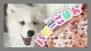 〔🌞〕２ヶ月サモエド子犬のごはん Samoyed Puppy [upl. by Yahsan368]