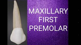 Maxillary first premolar [upl. by Yellah72]