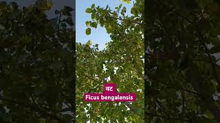 बरगद का पेड़ वट  Ficus bengalensis [upl. by Riocard]