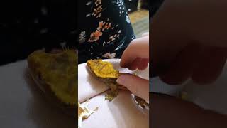 crested gecko sounds [upl. by Mairem395]