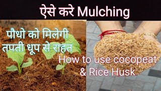 How to use cocopeat amp Rice Husk mulching plants tips 2024 [upl. by Ahsielat]