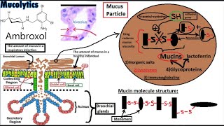 PHARMACOLOGY of EXPECTORANTS Secretion Enhancers and Mucolytics [upl. by Oicnedurp]