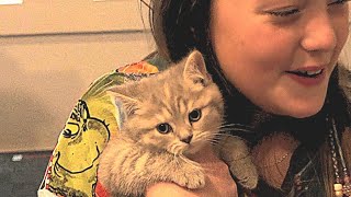 New kitten birthday surprise British shorthair kitten [upl. by Gurevich116]