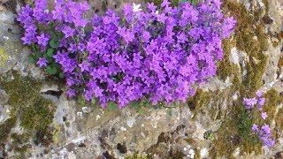 Campanula portenschlagiana [upl. by Aniratak925]