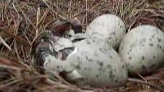 Seagull Chicks Hatching [upl. by Ahael]