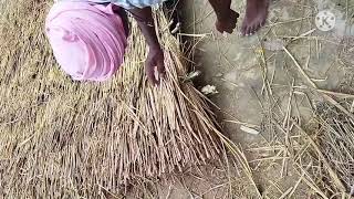 गांव में मड़ई कैसे बनता है how to making hut in village Jhopdi kaise banate h hut झोपड़ी मड़ई [upl. by Maurili755]