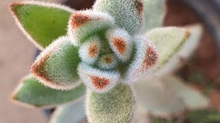 Rare Succulents Part 3  Kalanchoe Tomentosa or Panda Plant [upl. by Wakerly]