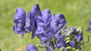 Aconitum napellus [upl. by Chrisman367]